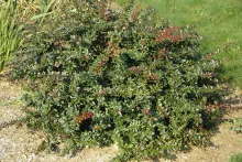 Barberry