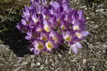 Autumn Crocus