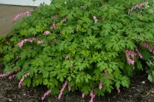 Bleeding Heart