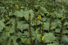 Rocket Ligularia