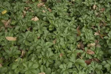 Pachysandra