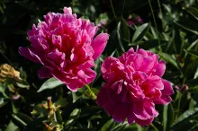 Peony