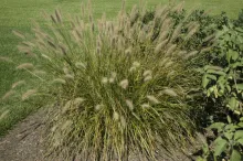 Fountain Grass