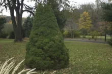 Dwarf Alberta Spruce