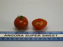 Angora Super Sweet