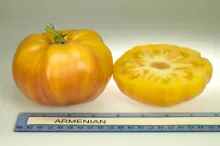 Armenian