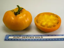 Aunt Gertie's Gold