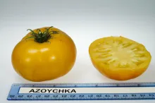 Azoychka