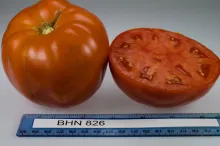 BHN 826