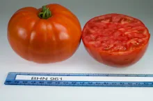 BHN 961