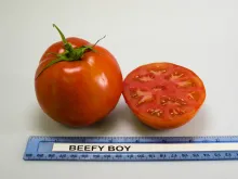 Beefy Boy
