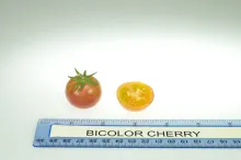 Bi-Color Cherry