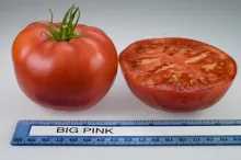 Big Pink