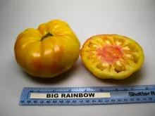 Big Rainbow