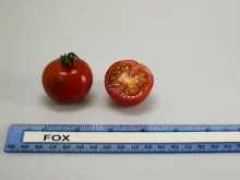Fox Cherry