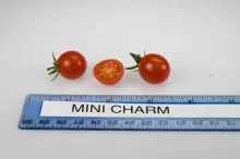 Mini Charm