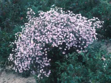 Aster Plant