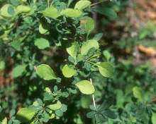 Barberry