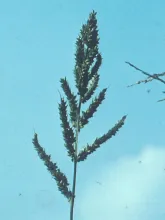 Barnyardgrass
