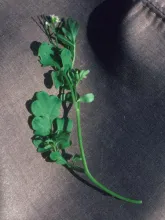 Bittercress Foliage and Flower
