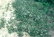 Brambles