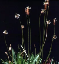 Buckhorn Plantain