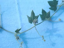 Bur Cucumber