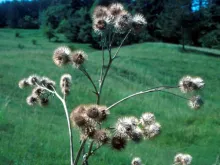 Burdock