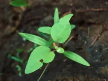 Cocklebur