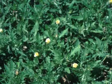 Cut-Leaved Evening Primrose