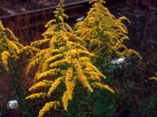 Goldenrod