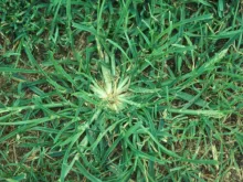Goosegrass