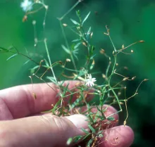 Grass Leaved Stitchwort