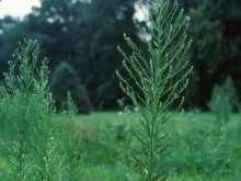 Horseweed
