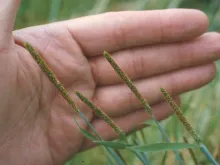 Meadow Foxtail Seed Head