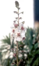 Moth Mullein
