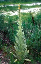 Common Mullein, second year growth