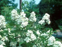 Multiflora Rose Flowers