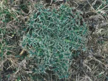 Musk Thistle Rosette