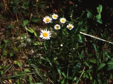Oxeye Daisy