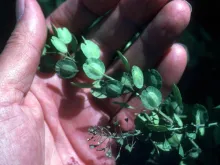 Pennycress
