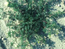 Pineapple Weed