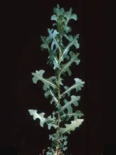 Prickly Lettuce