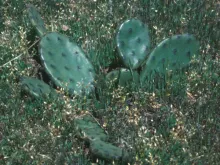 Prickly Pear