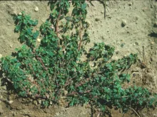 Prostrate Pigweed