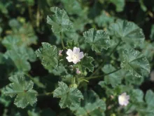 Roundleaf Mallow