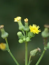 Sow Thistle Flower and Flower Buds