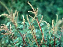Spiny Pigweed