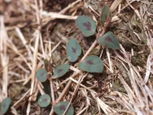 Spotted Spurge