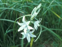 Star-of-Bethlehem